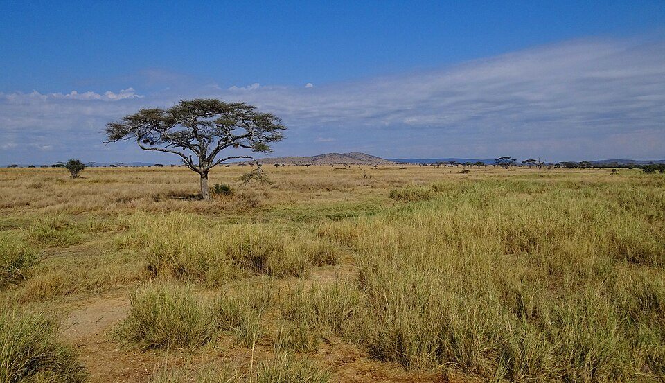Serengeti