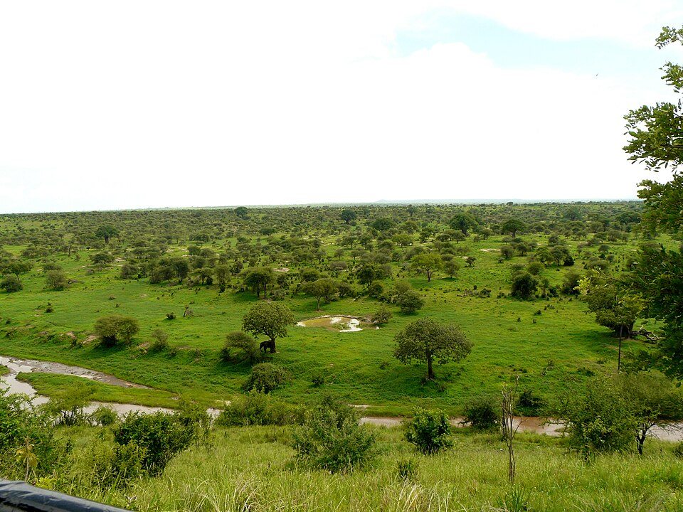 Tarangire